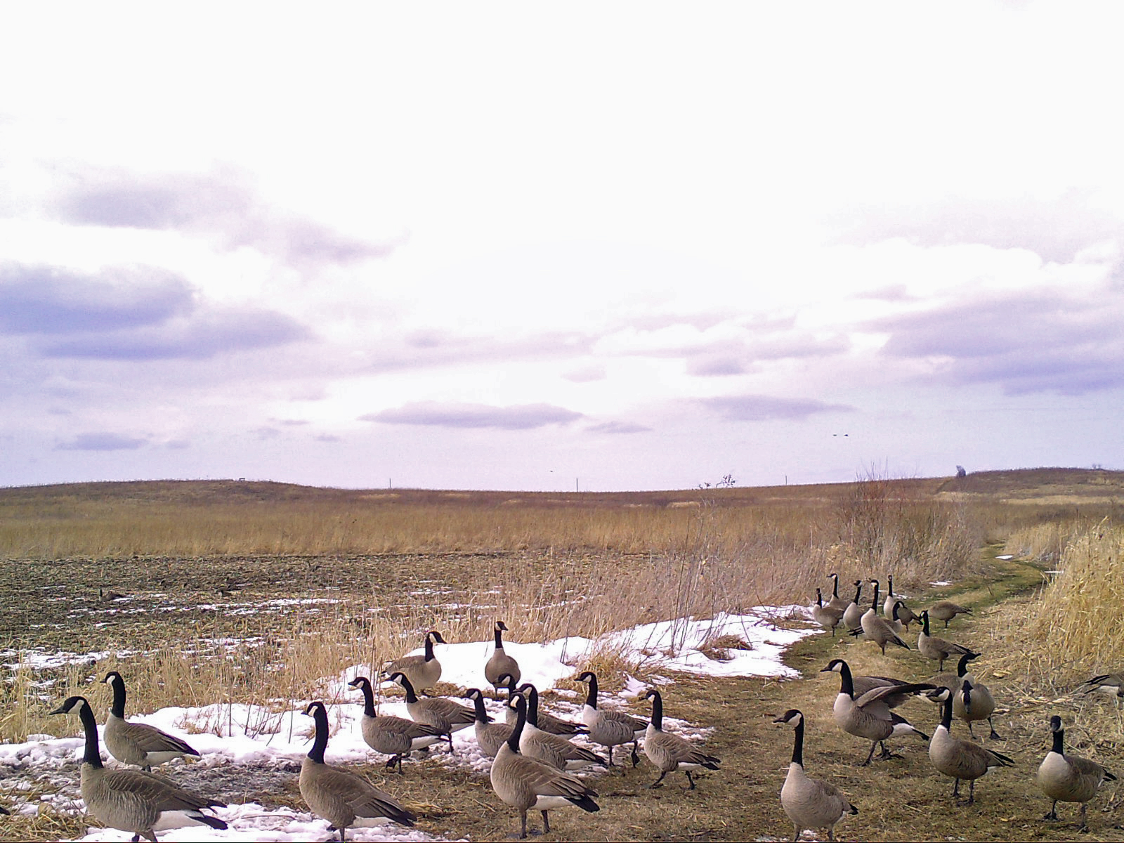 Canada Geese flock