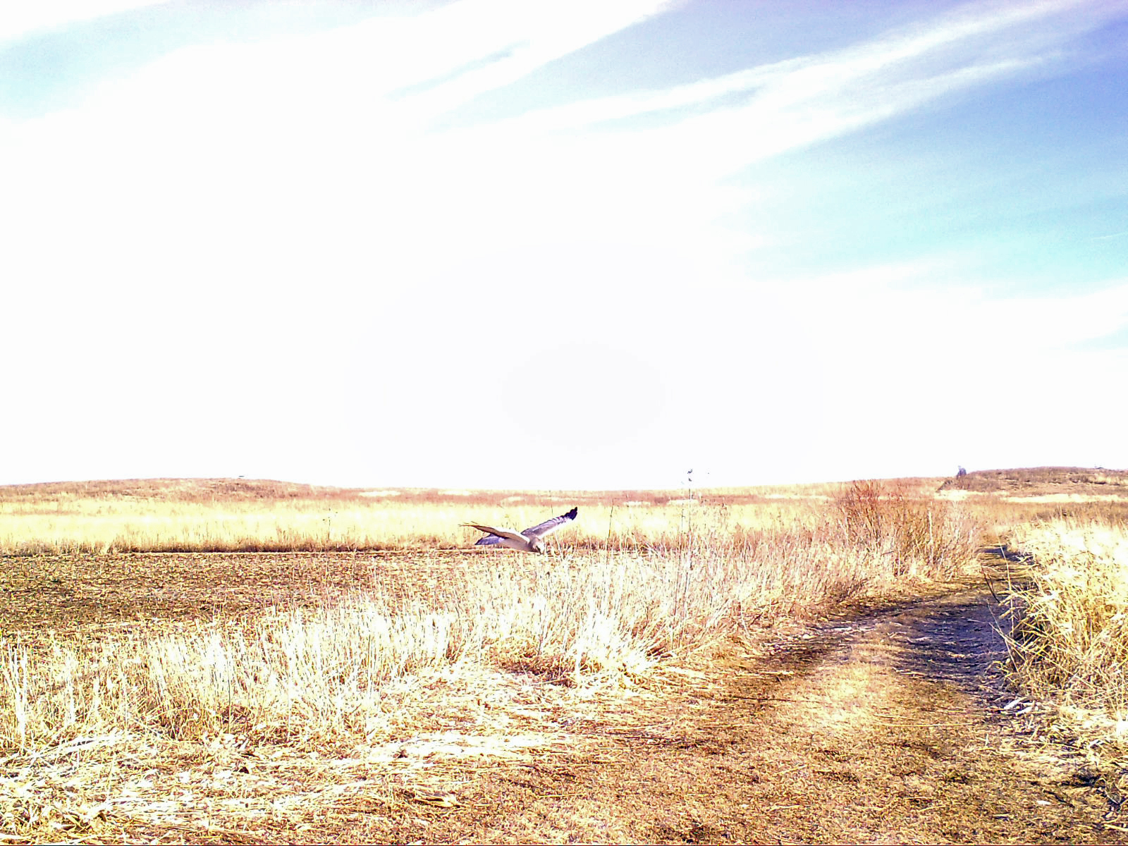 Northern Harrier