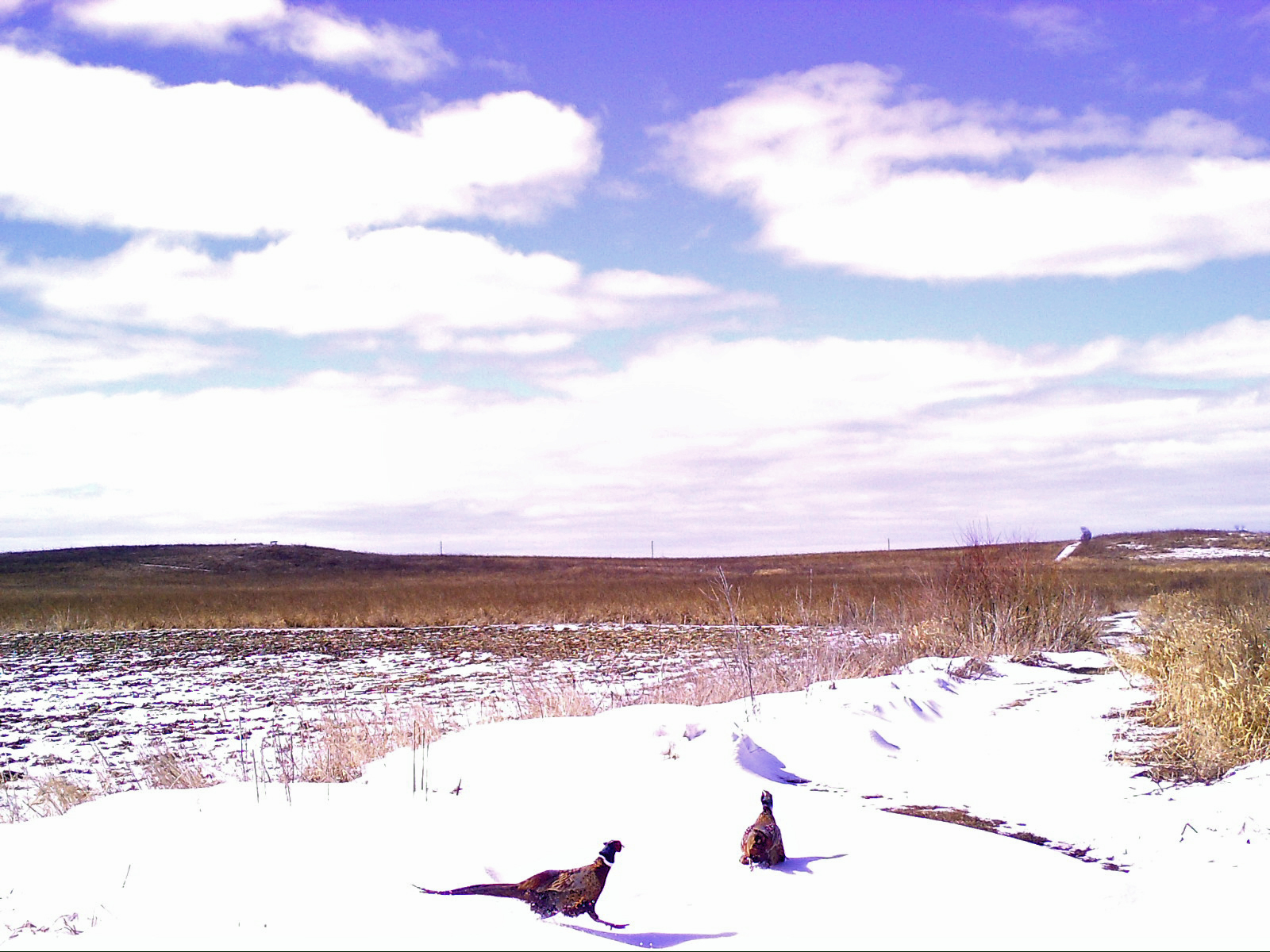 Pheasant roosters establishing territory