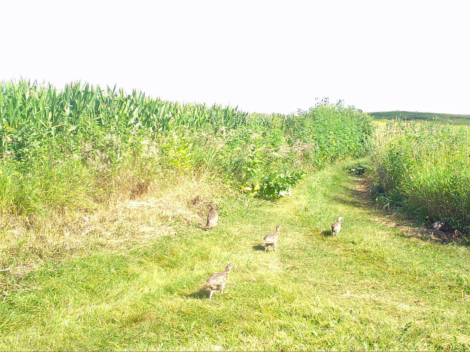 Pheasant brood