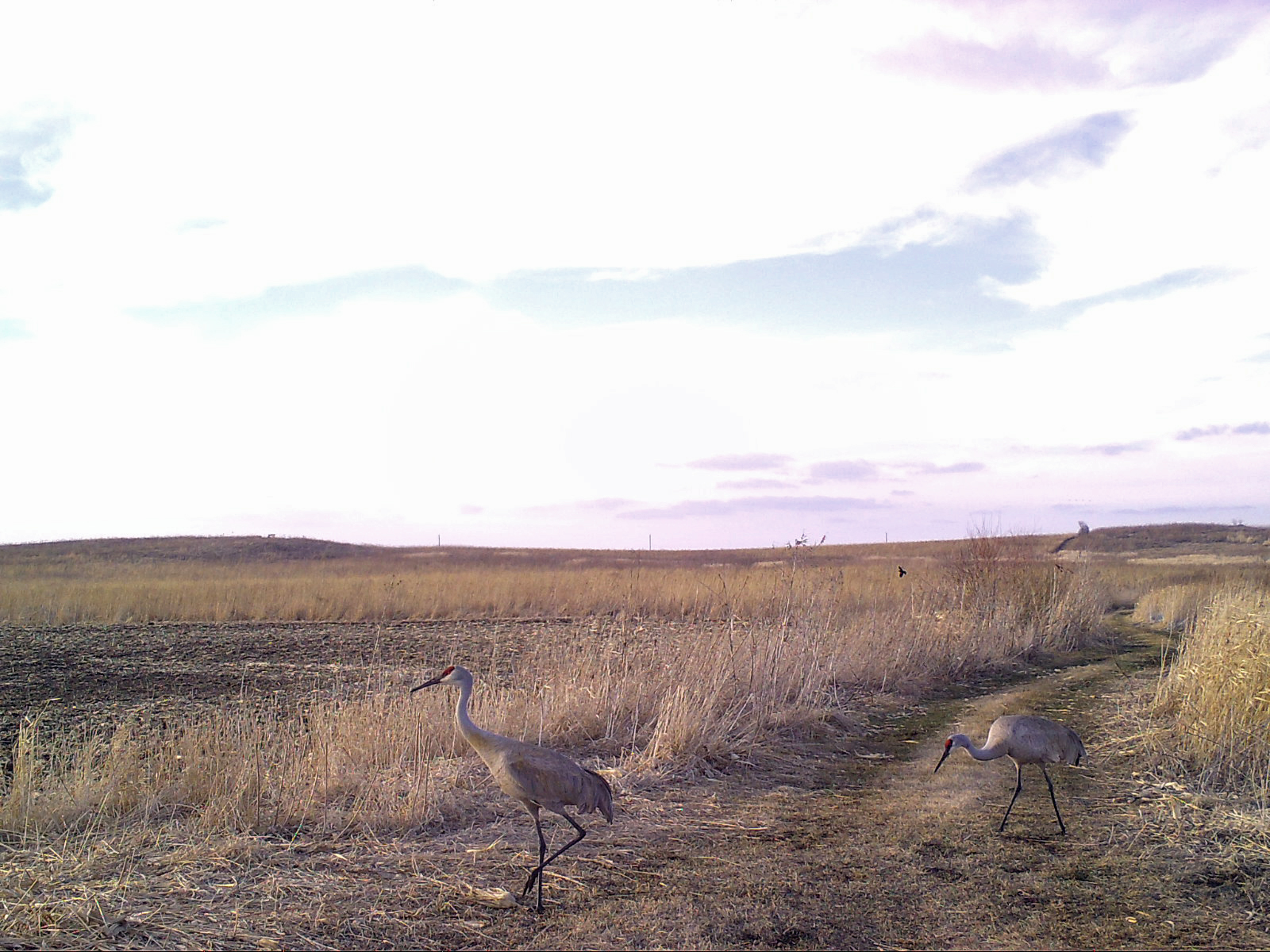 Sandhill cranes