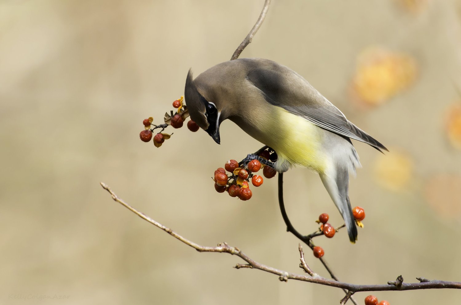 What Bird Eats Berries: Top Species That Love Sweet Fruits