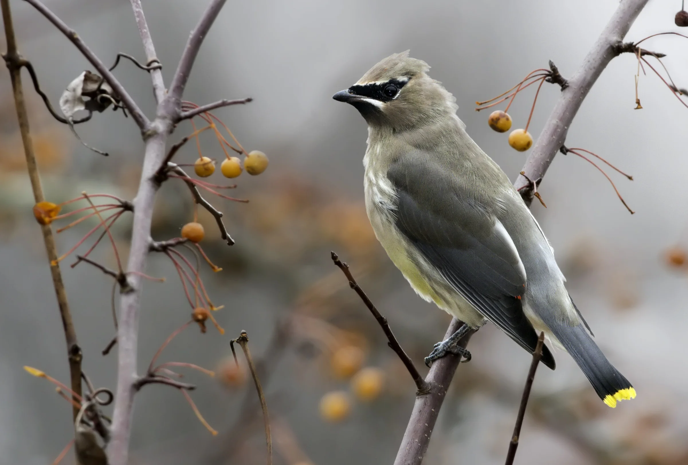 Cedar waxwing, photo by Kelly Colgan Azar