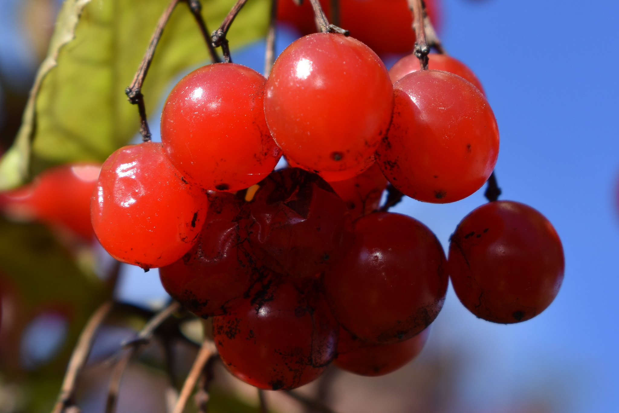 Highbush cranberry, photo by Barbara Gail Lewis, FCC