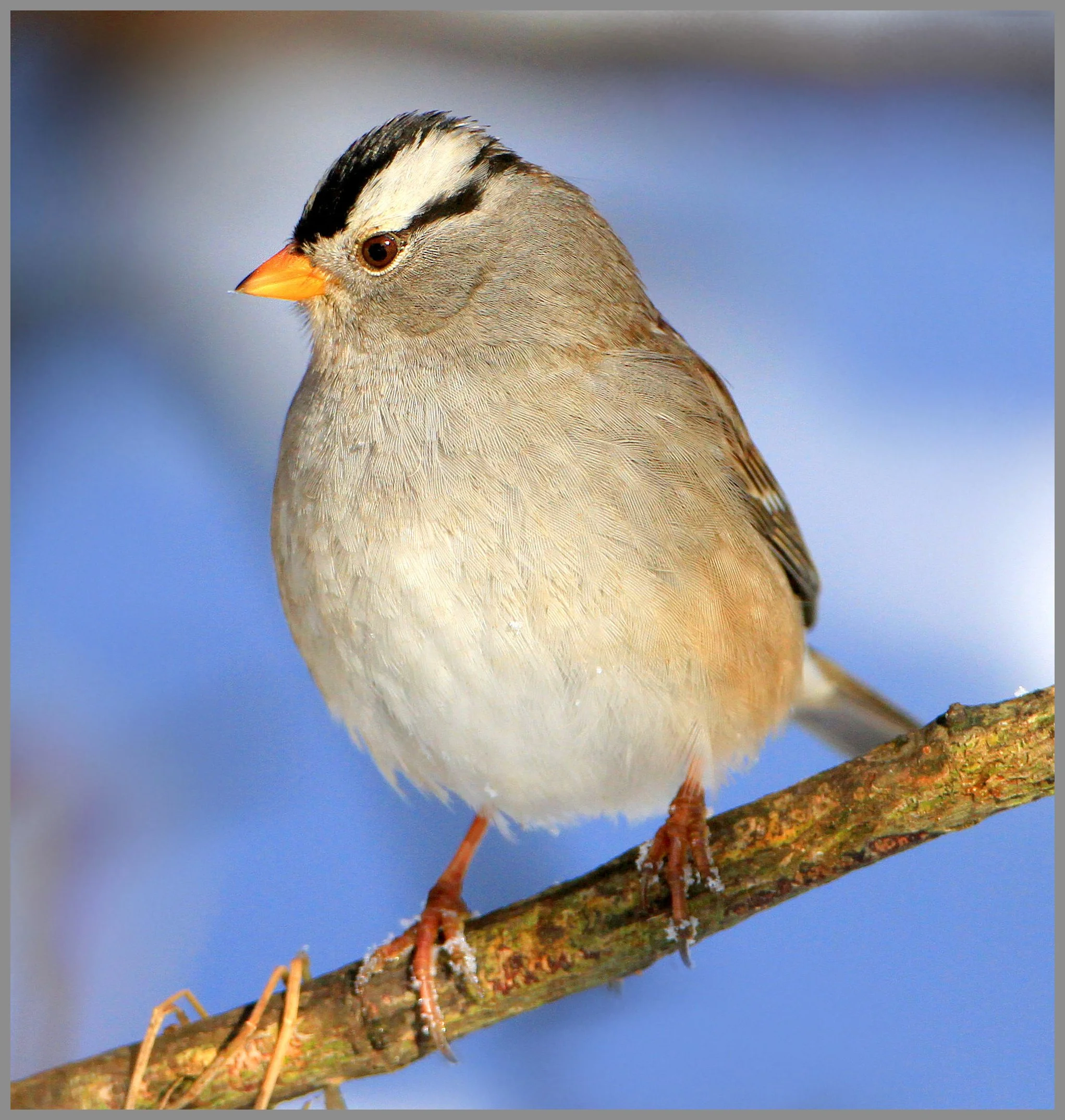 White-crowned sparrow, photo by Nigel