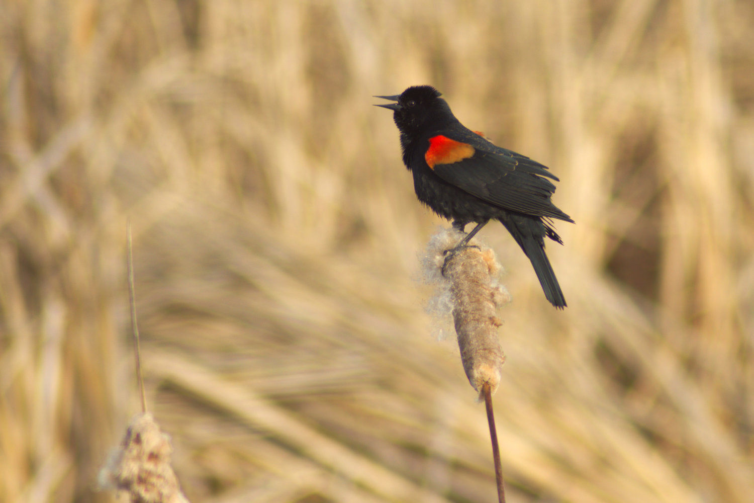 Red-winged Blackbird – Indiana Audubon