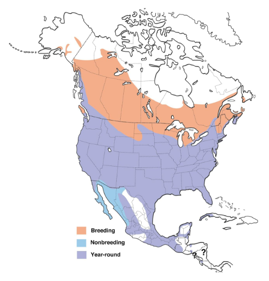 Red-winged blackbird range map. By Cornell Lab of Ornithology