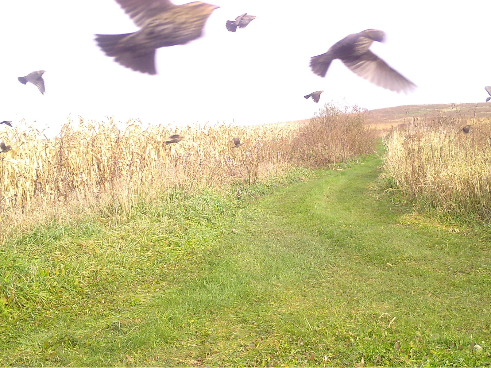 A flock of red-winged blackbirds move through Goose Pond Prairie. Photo taken by Goose Pond’s DNR Project Snapshot trail camera.