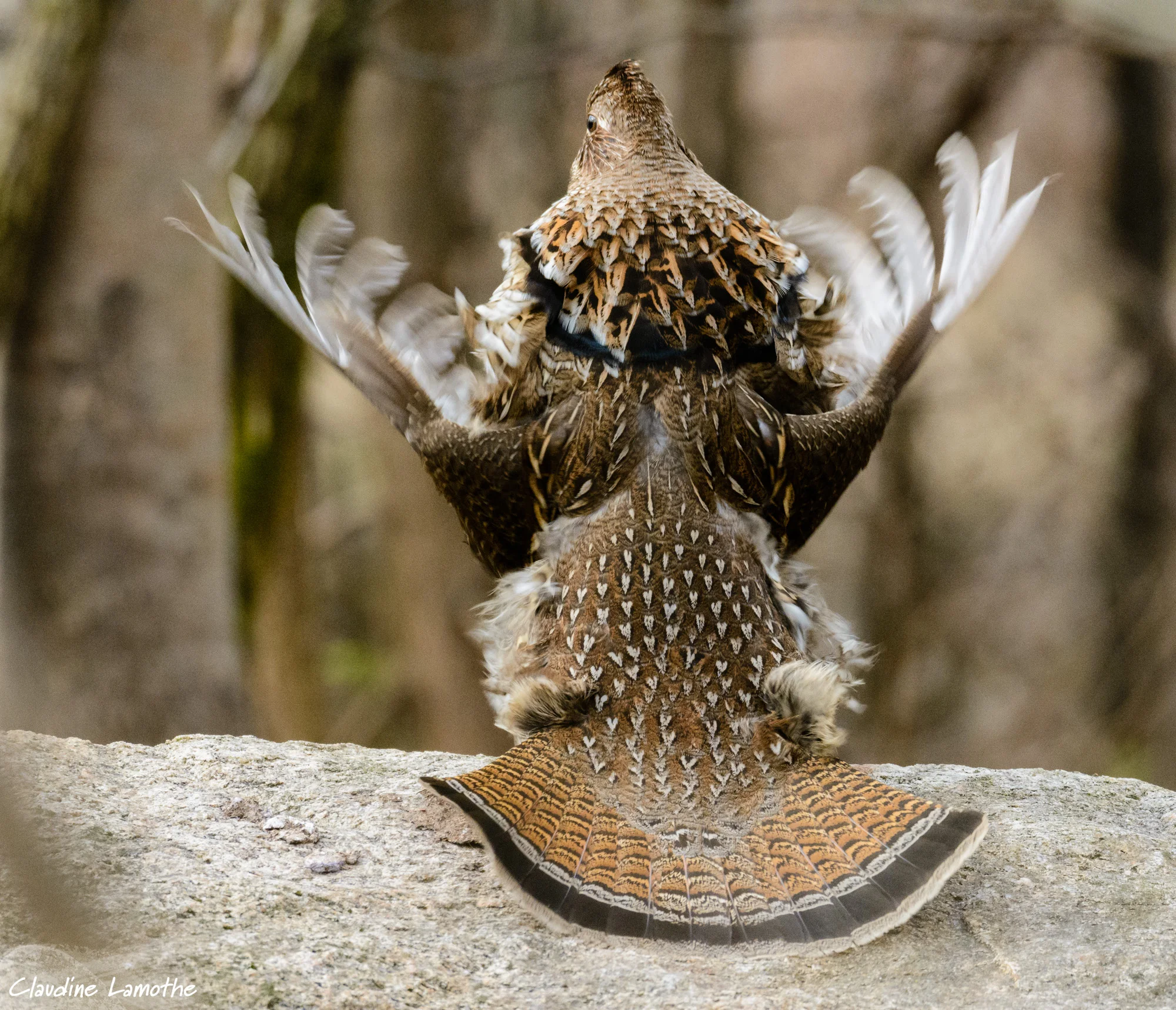 Ruffed grouse drums in the woods. Photo by Claudine Lamothe