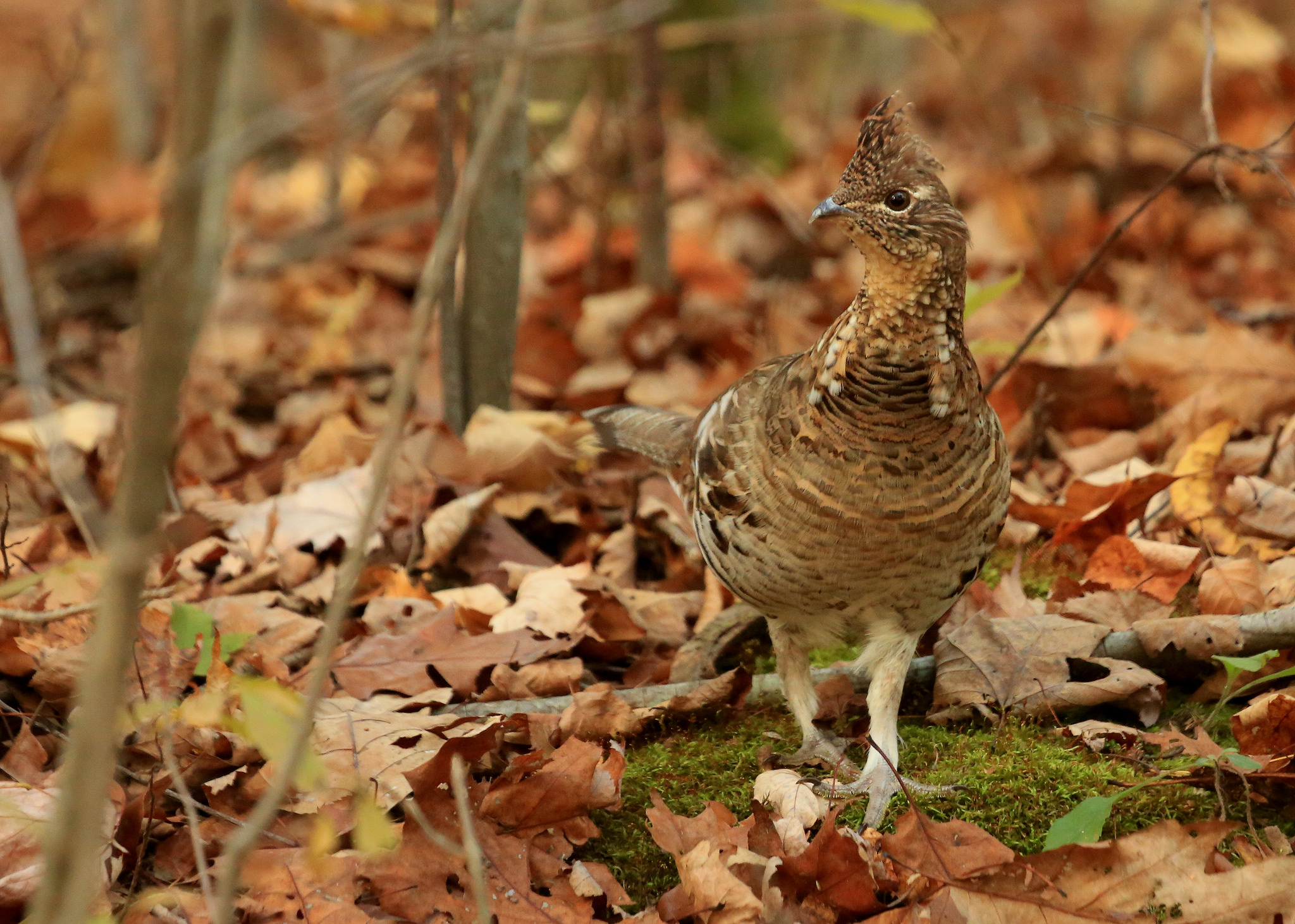 A ruffed grouse struts through a woodland with oak leaves and moss covering the ground. Photo by Tim Lenz