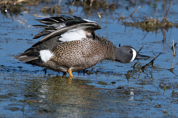Blue-winged teal. Photo by Richard Armstrong