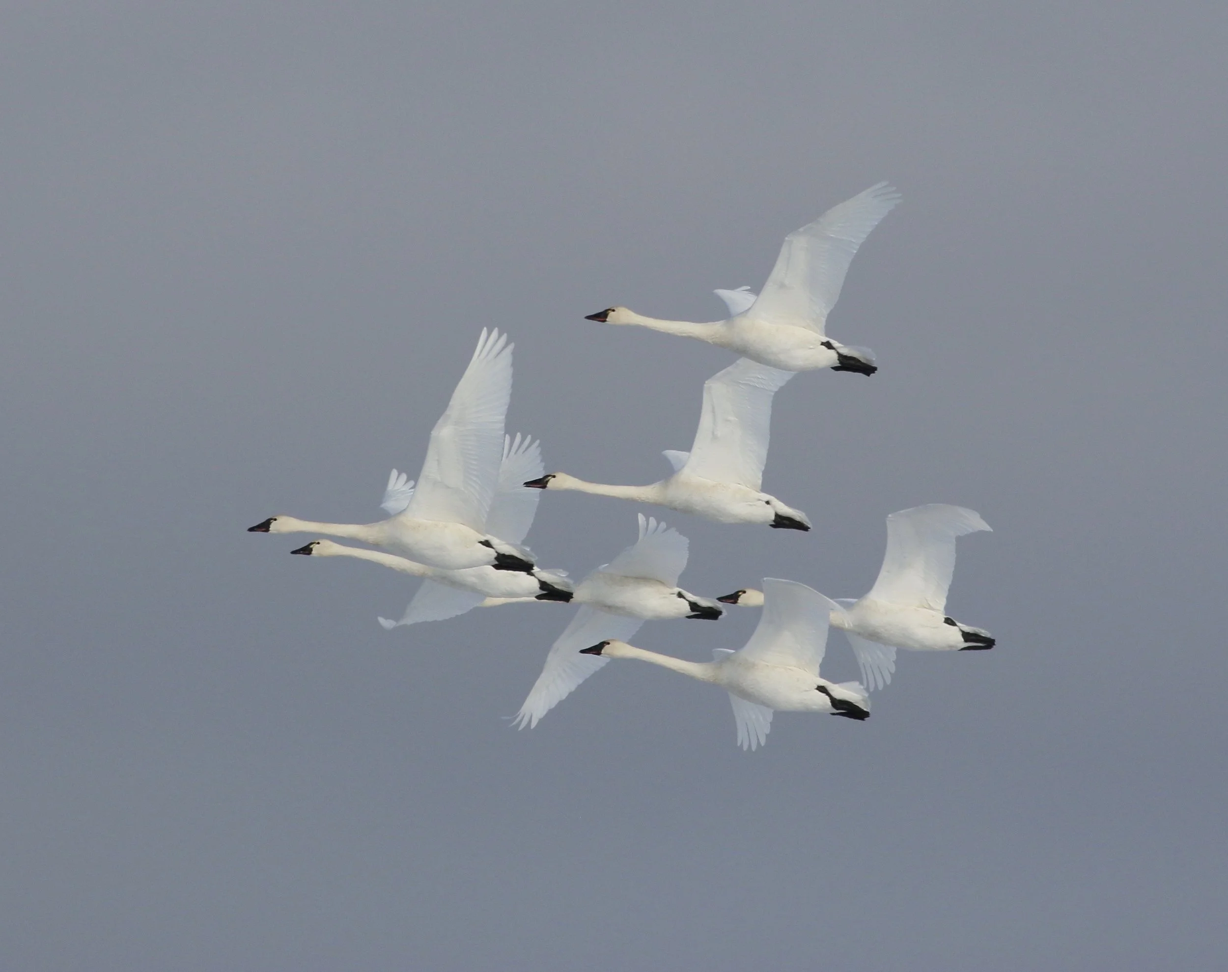 Tundra swans ( Cygnus columbianus ) in flight. Photo by Terrill Knaack