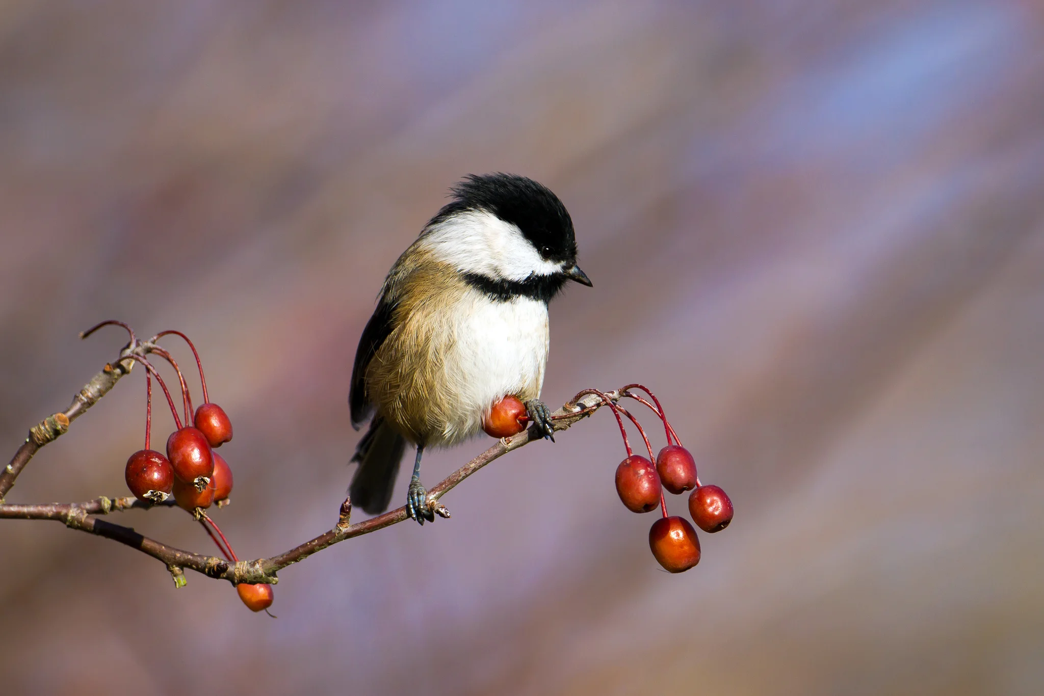 Photo by Mick Thompson