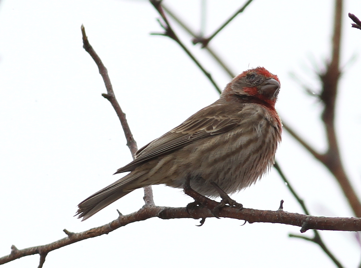 This house finch suffers from conjunctivitis. Photo by Fyn Kynd