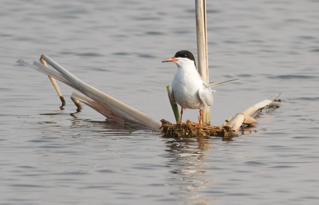 Female Forester’s tern. Photo by Arlene Koziol