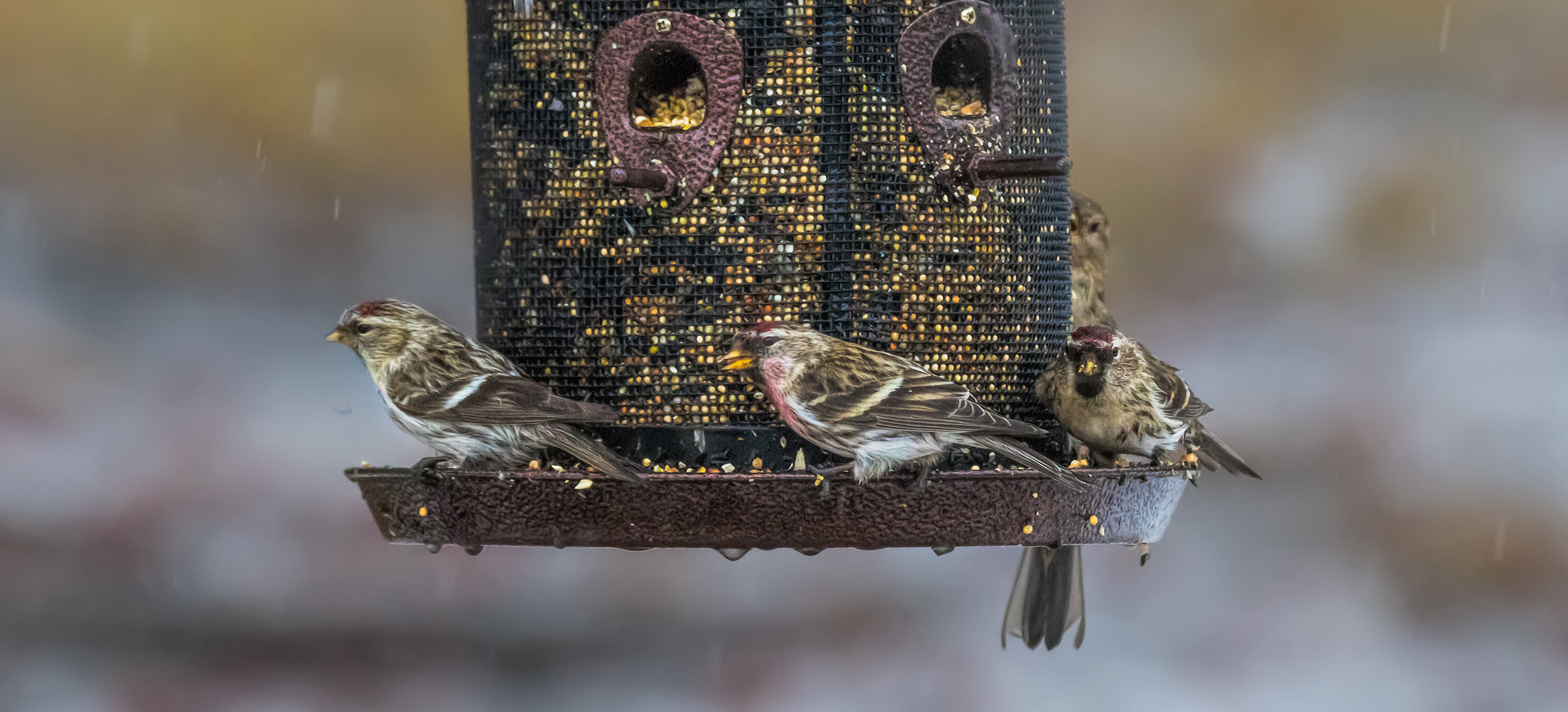 A bird feeder can be a wonderful scene of activity and color! Photo by Monica Hall
