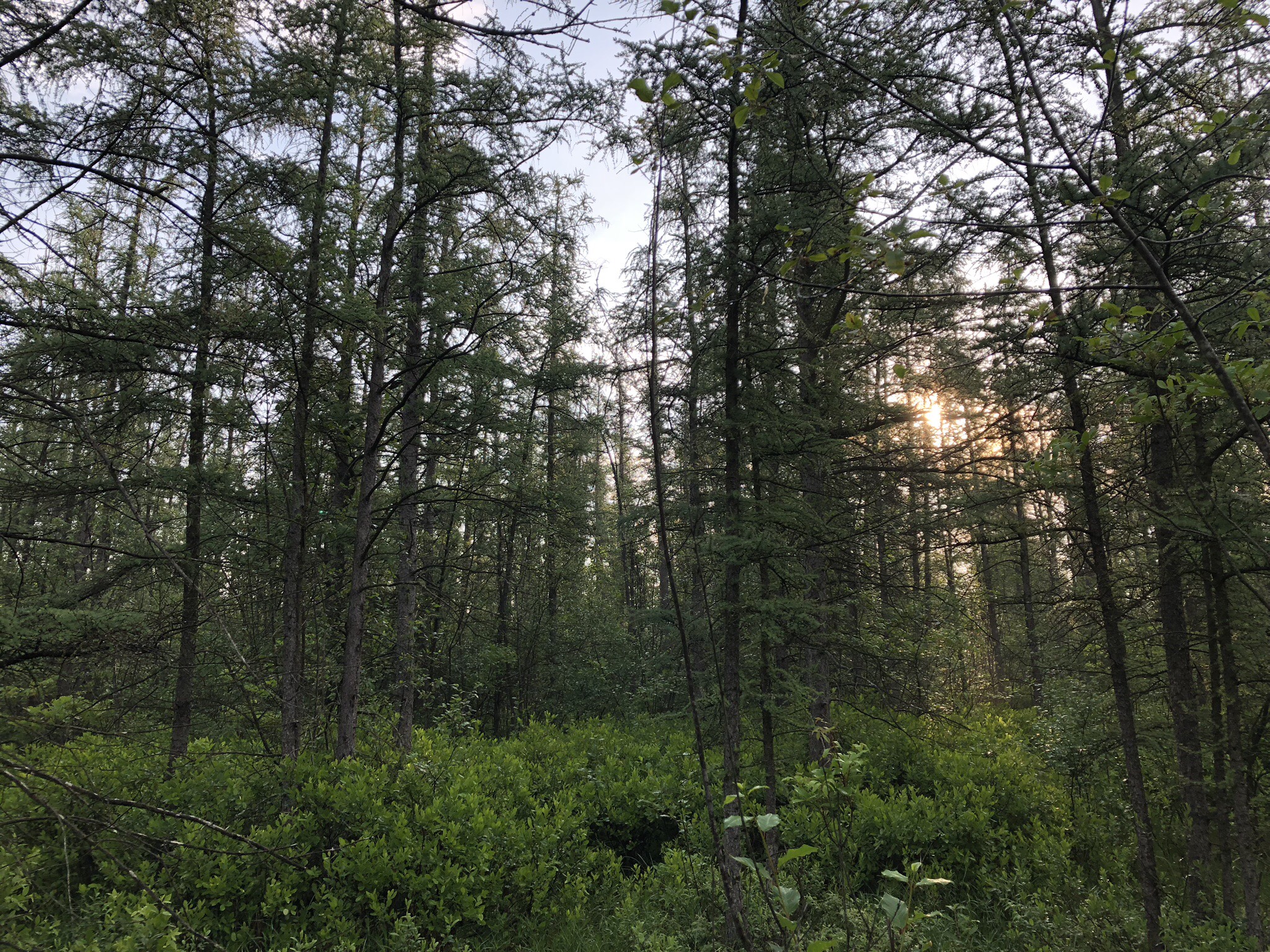 The beautiful, but intimidating to hikers, tamarack bog. Photo by Drew Harry