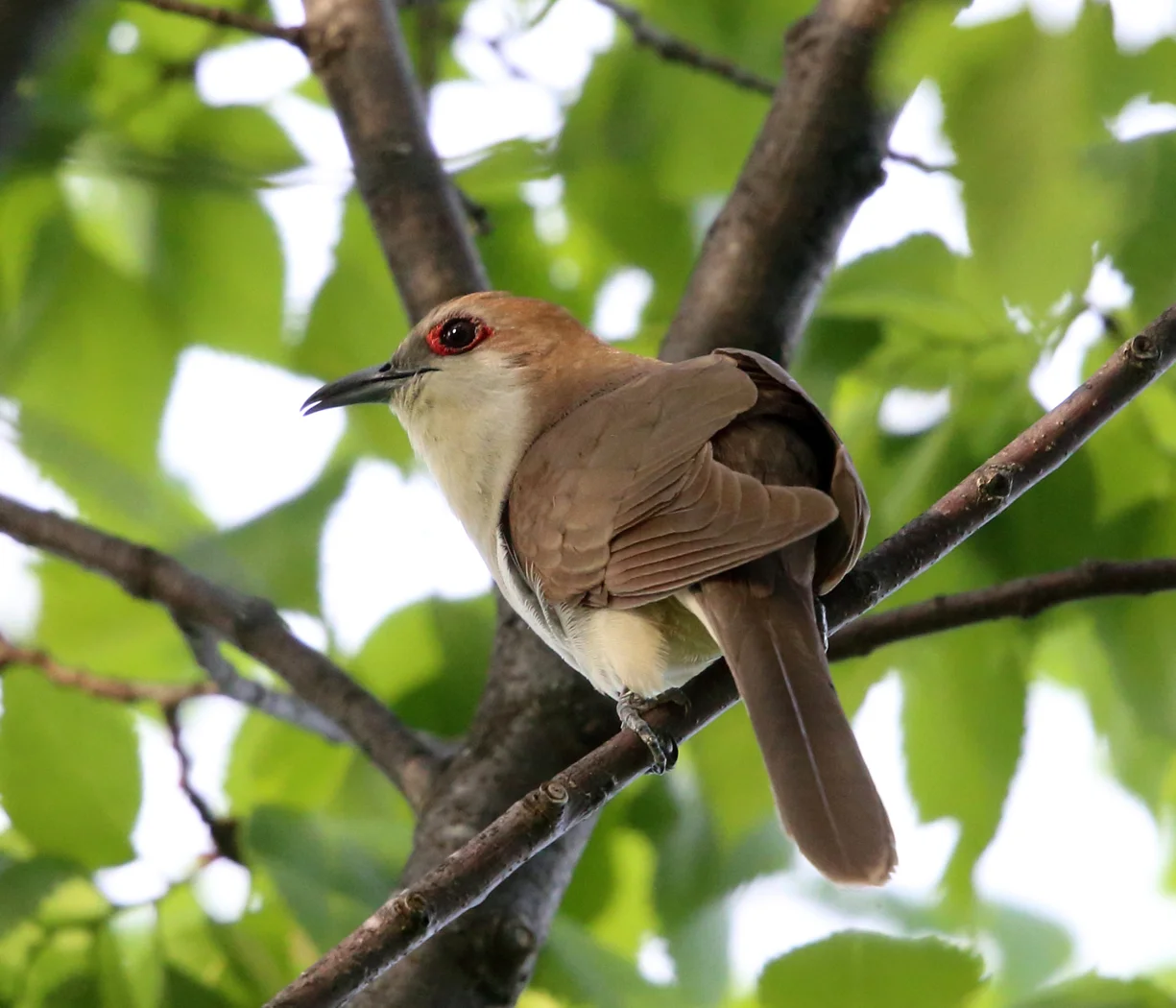 Black-billed cuckoo photo by Tom Murray, FCC