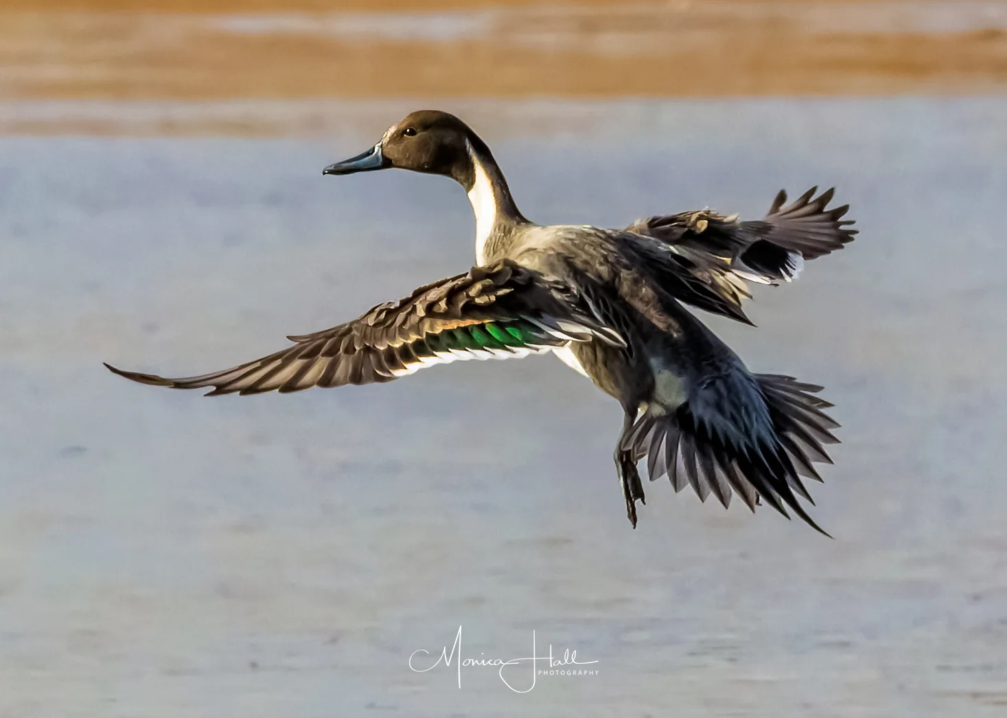 Northern pintail, photo by Monica Hall