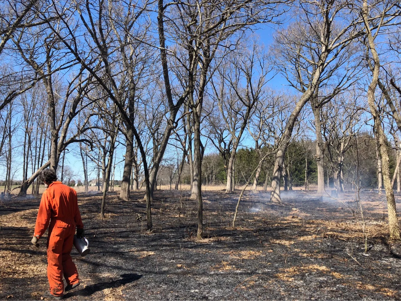 Prescribed burns in Hope Lake Bog result in patchy areas of unburned ground, perfect for germinating acorns. Photo by Drew Harry