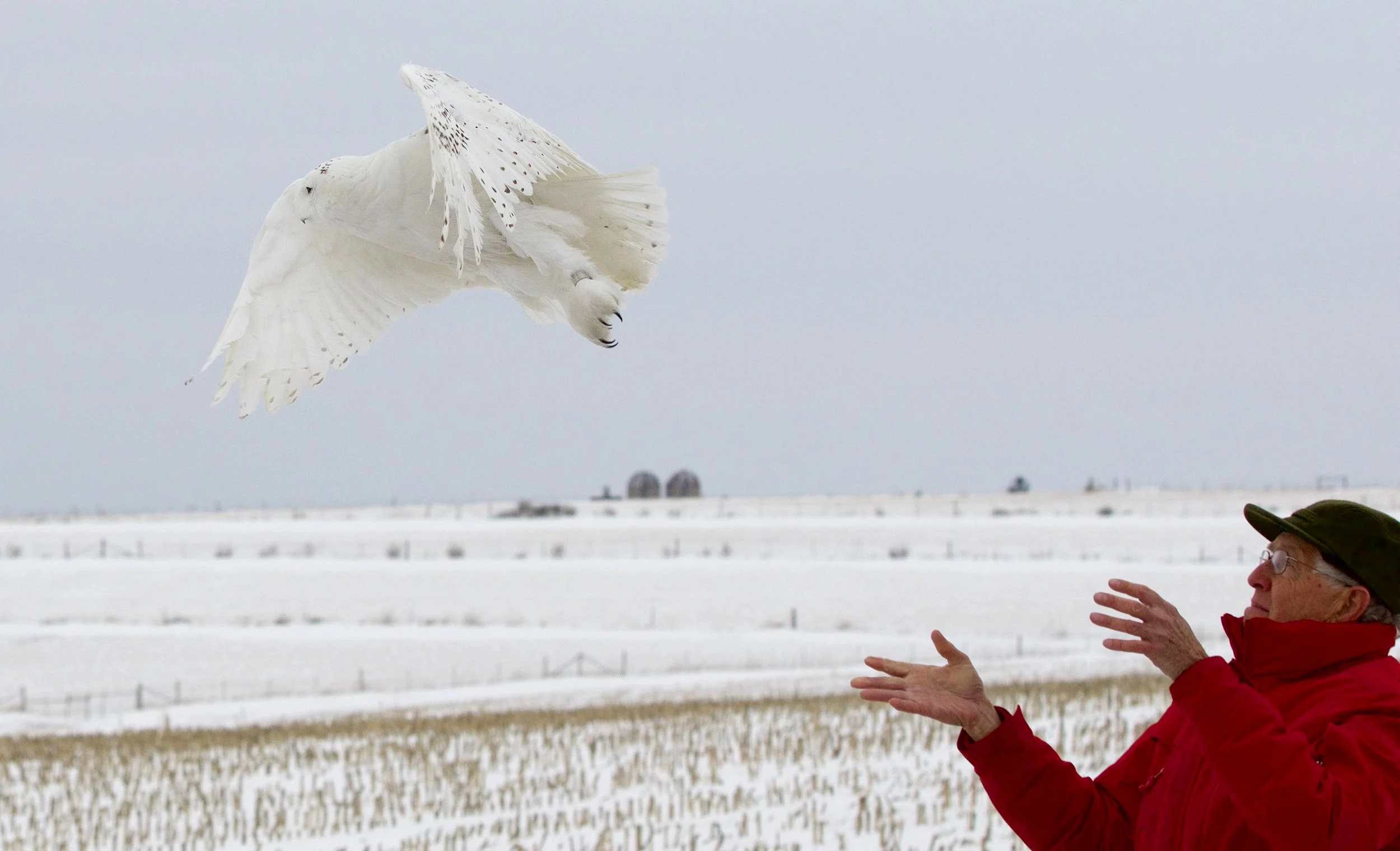 Mark Martin releasing the newly tagged Goose Pond owl. Photo by Arlene Koziol