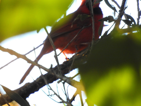 The rainforest was not an ideal spot for photographing cardinals. Photo by Drew Harry