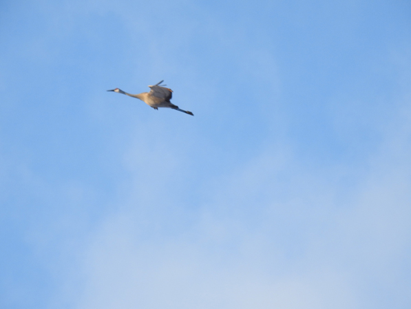 Sandhill crane in flight, by Drew Harry