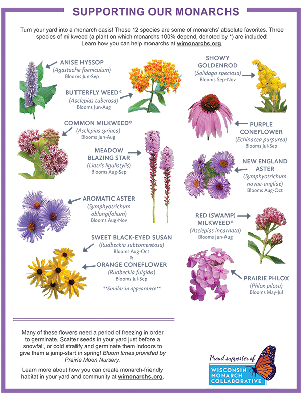 Image of 12 plants (incl. purple coneflower), with space for your logo. Download