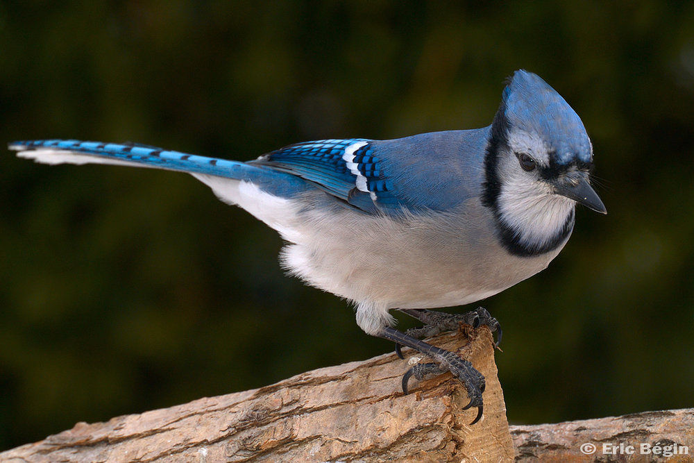 Crows And Blue Jays And West Nile Oh My Madison Audubon