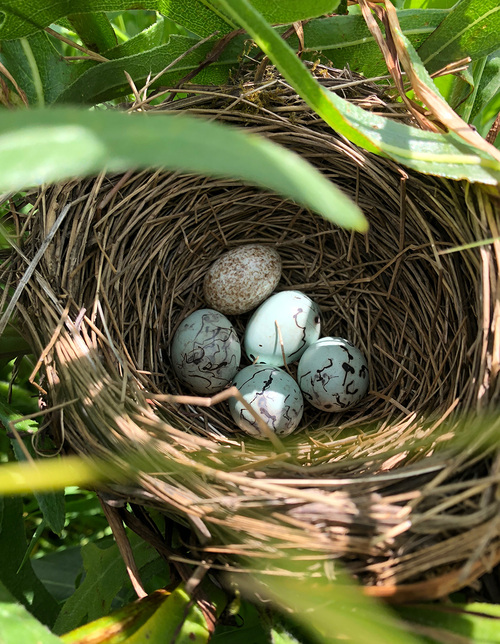 Red-winged blackbird nest parasitized by a brown-headed cowbird in an upland setting. Photo by Drew Harry