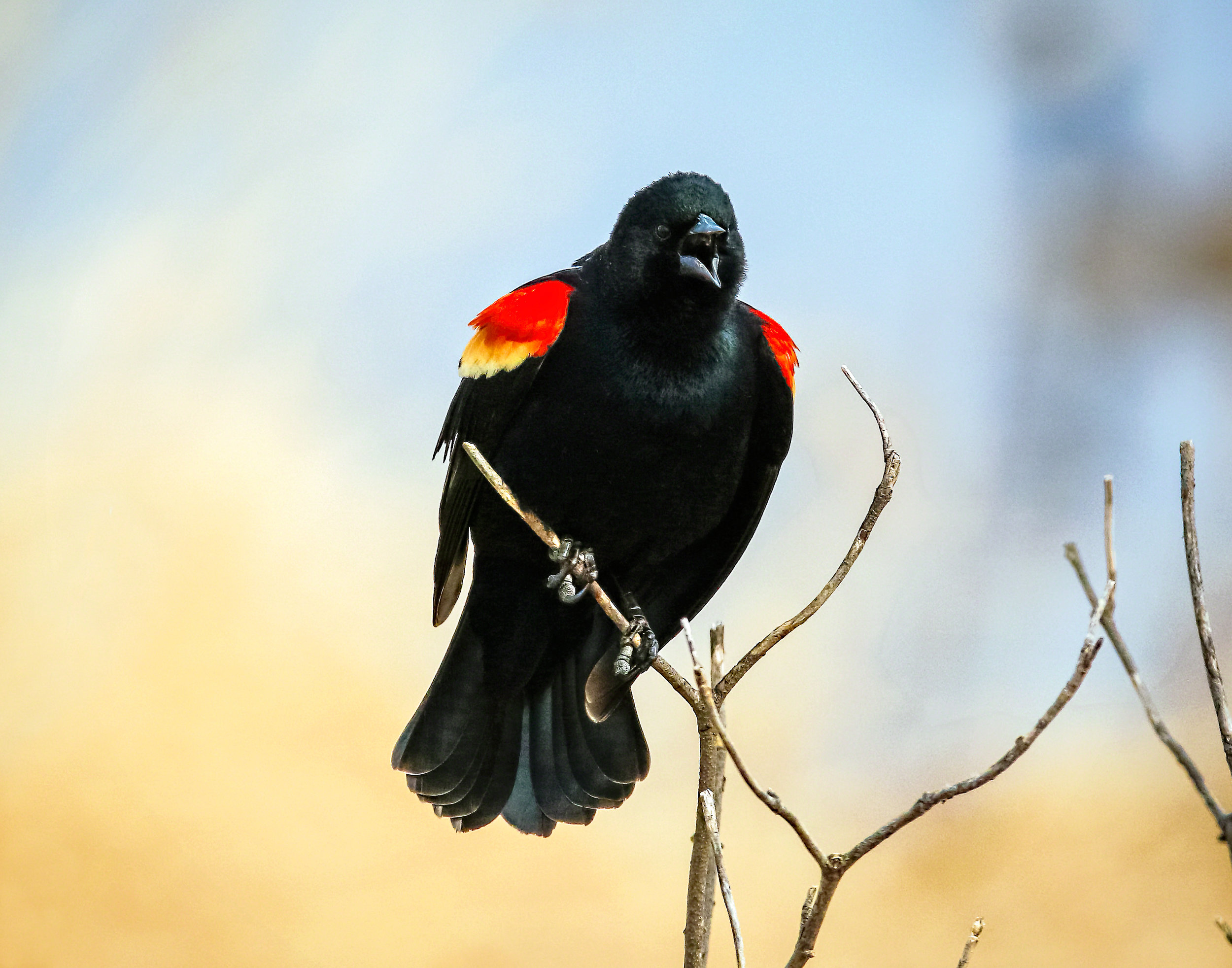 Bird Feature: Red-winged Blackbird –