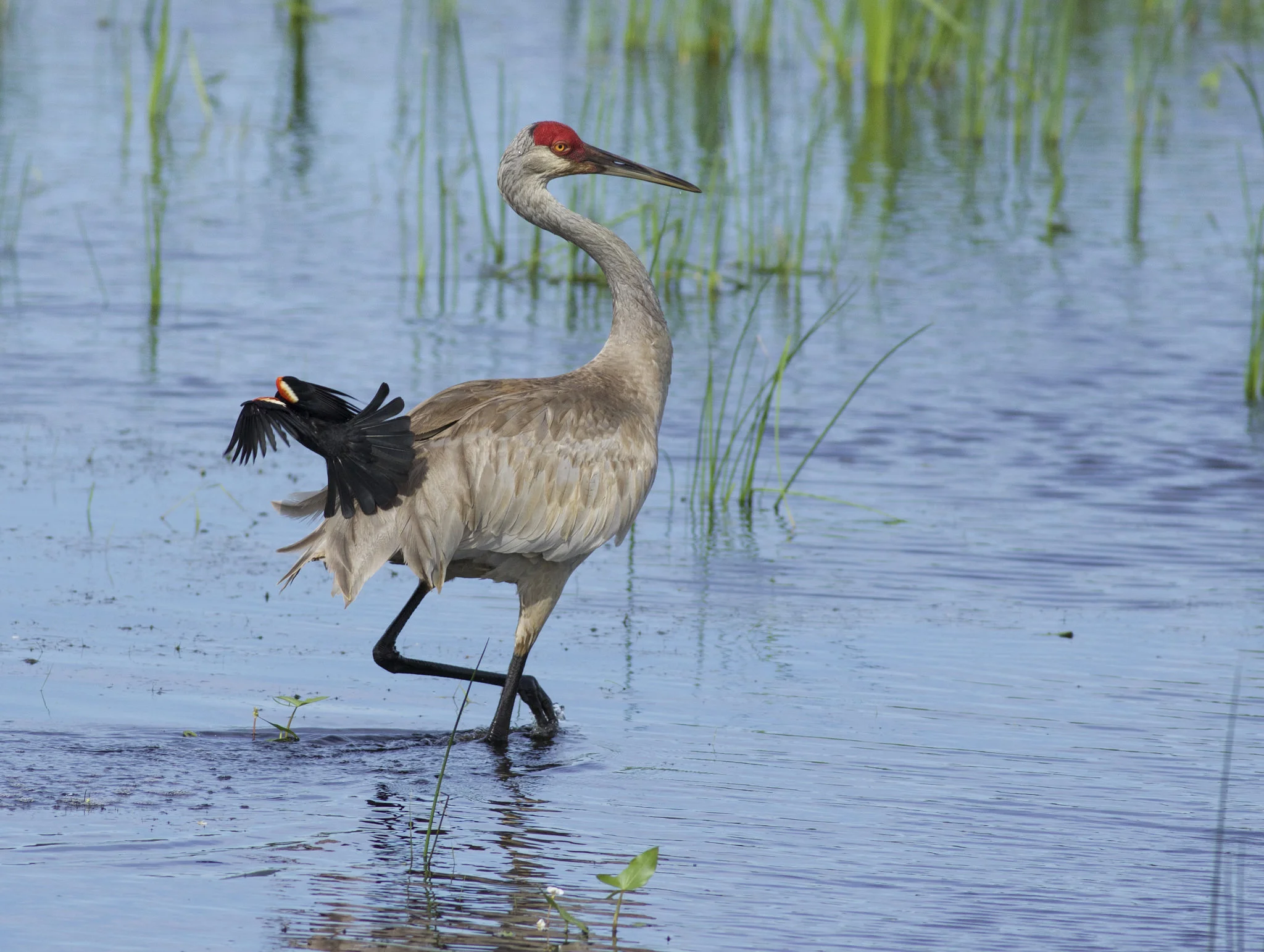An unamused sandhill crane getting mobbed by a red-winged blackbird. Photo by Arlene Koziol