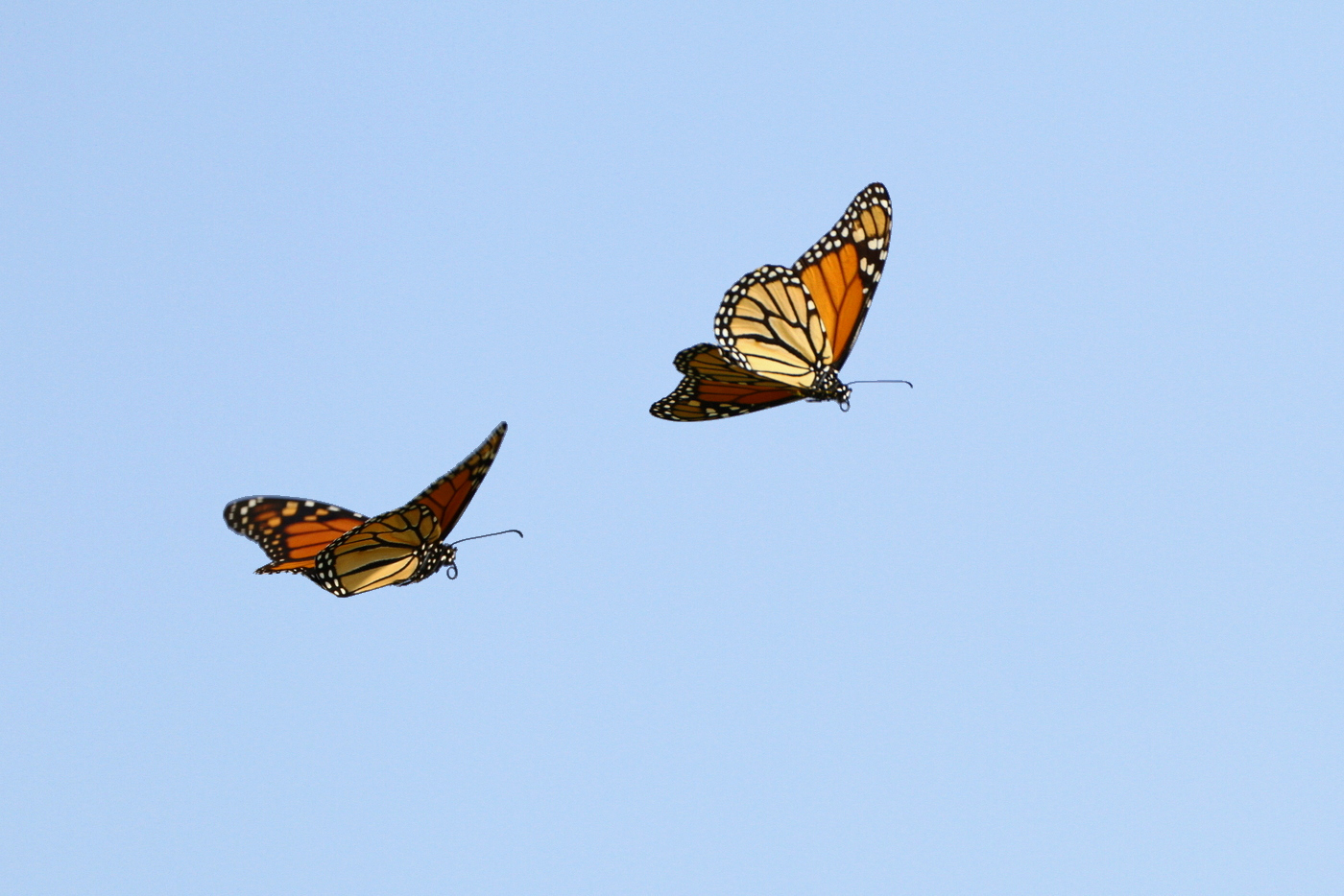 Adult monarchs in flight. Photo by TexasEagle . Download .