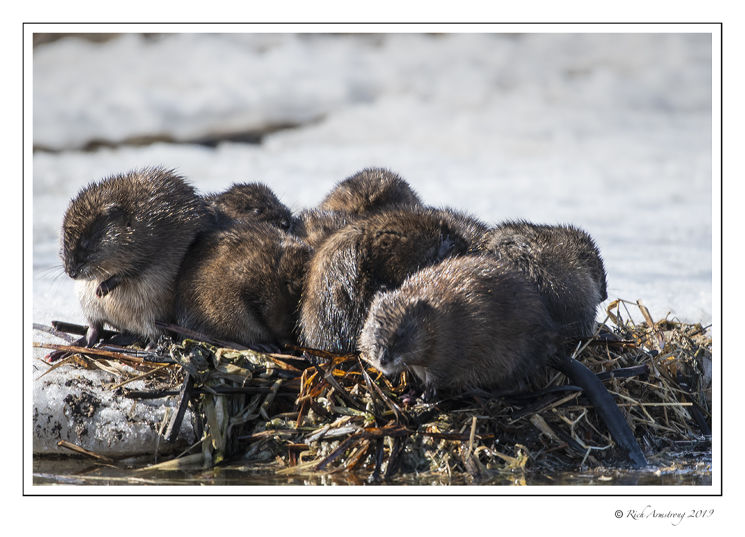 Muskrat family in the sun. Photo by Richard Armstrong
