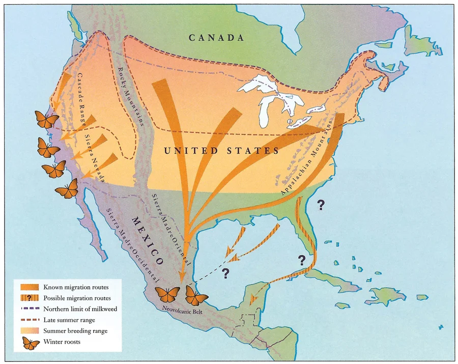 Monarch fall migration routes. Credit: U.S. Fish and Wildlife Service. Download .