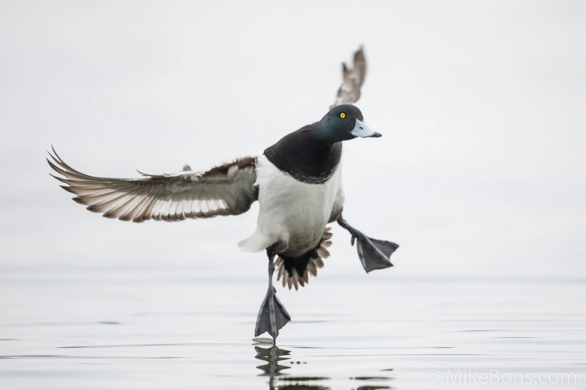 Lesser scaup, photo by Mike Bons