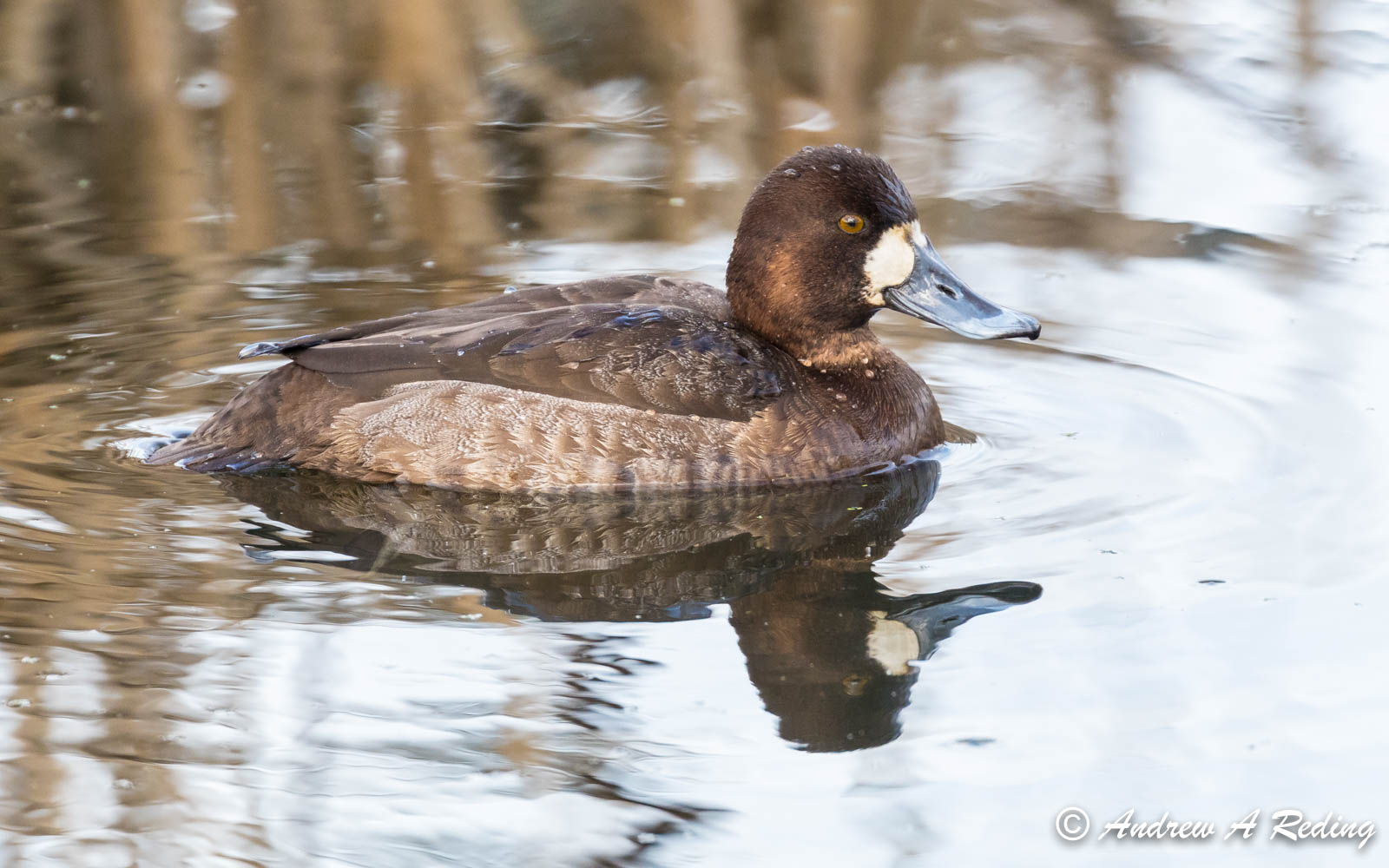 Greater scaup hen, photo by Andrew Reding, FCC