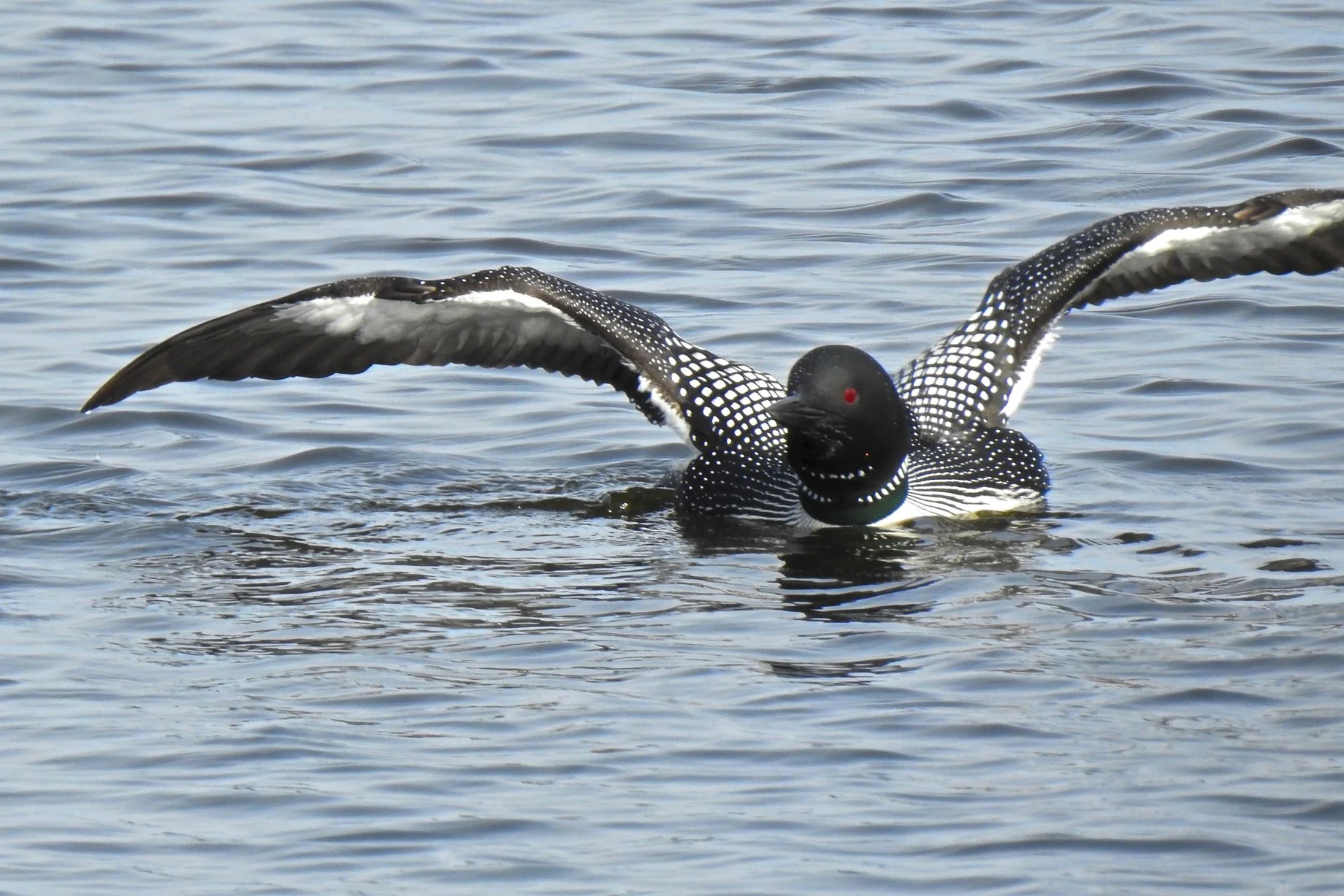 Lake Monona loon, april 4, 2019. Photo by Pat Ready