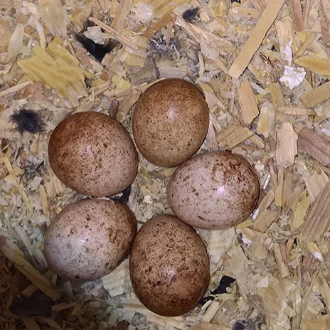 Wood chips with brown speck-led eggs means Kestrel nest! Eggs will hatch in 30-35 days.