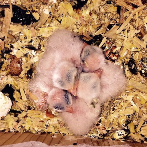 Kestrel chicks that are a few days old. Huddled together to stay warm & feel safe.