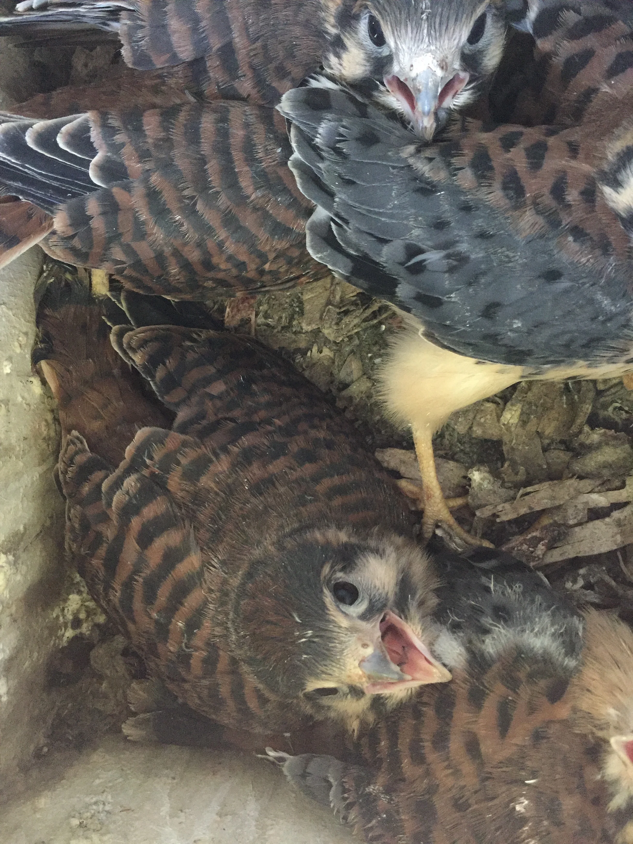 Kestrel chicks about to fledge. All brown = females, Blue-grey wings = males. Do not disturb! Disturbance at this time may cause chicks to pre-maturely fledge.