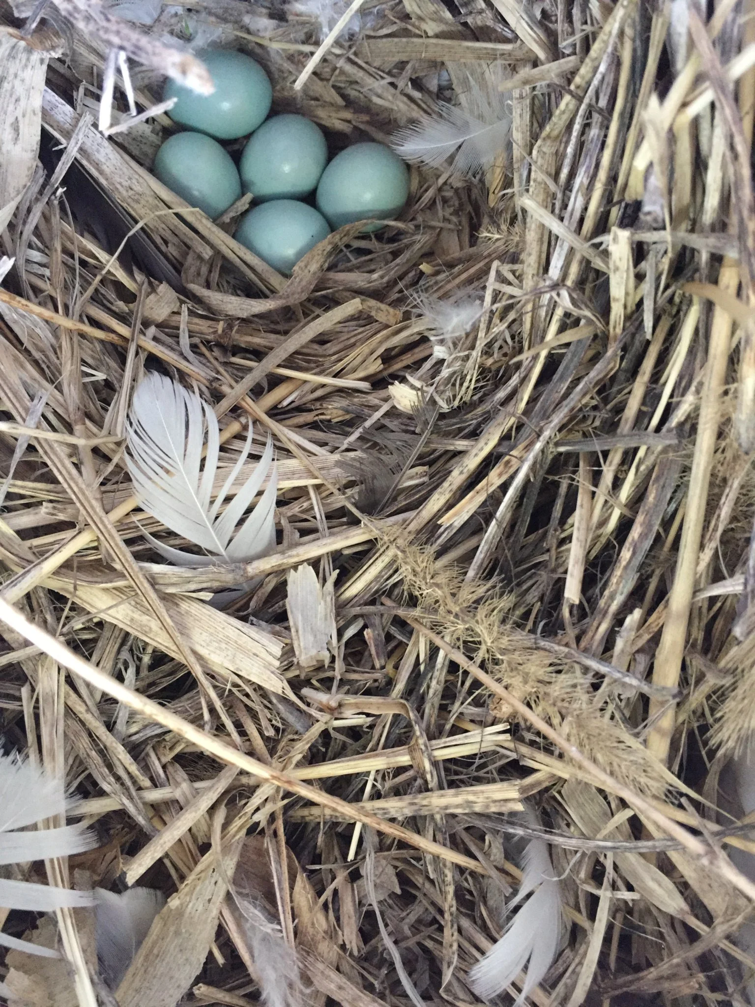 European Starling. Nest is made of rough grasses & feathers. Eggs are larger than robins. Exotic & invasive. Remove nest!
