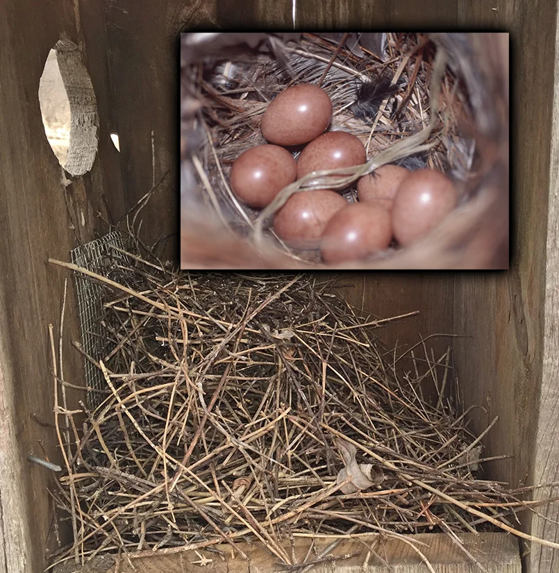 House Wren . Nest is made of sticks & twigs. Wrens will fill entire box with sticks. Native. Do not remove.