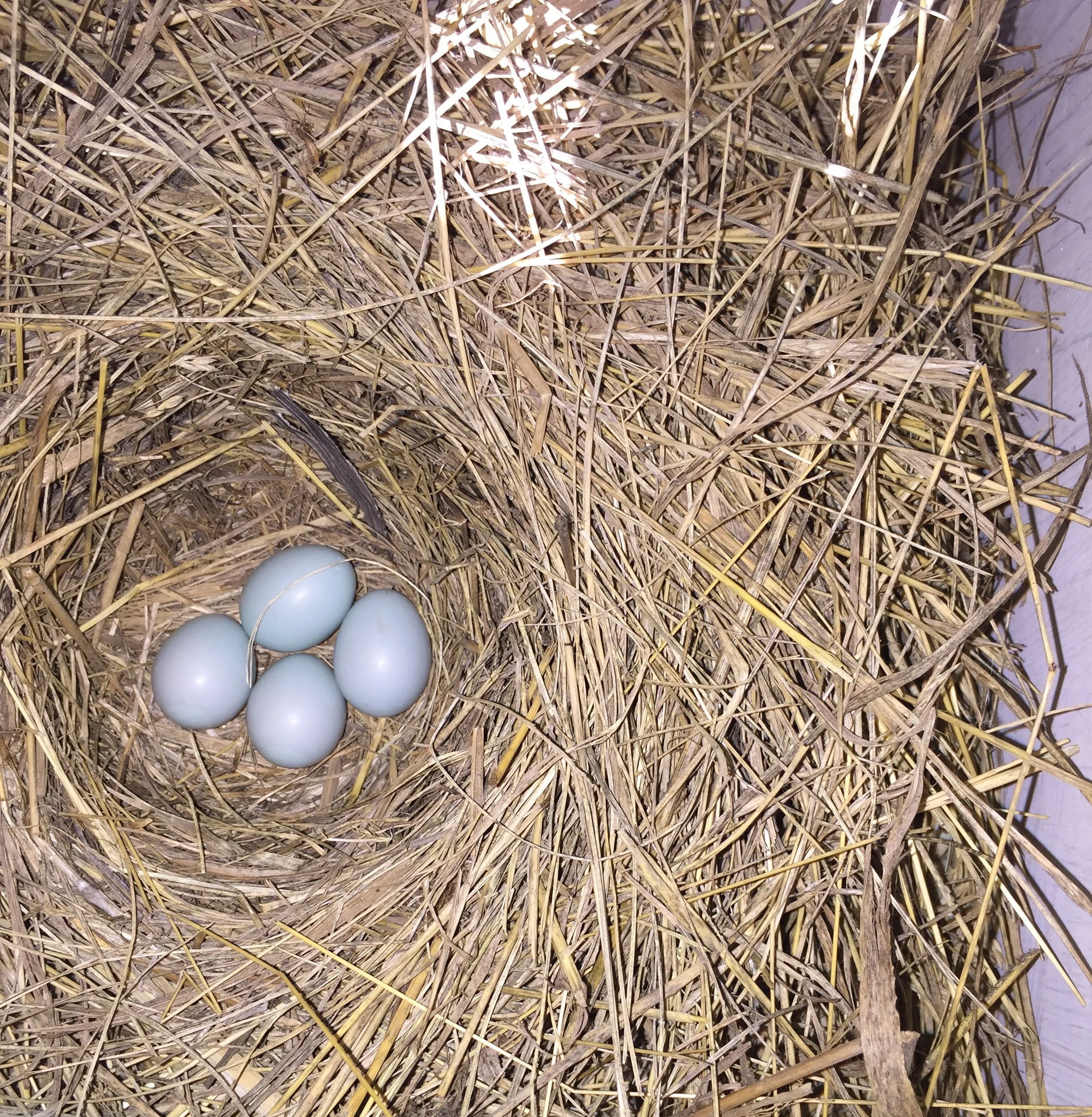Eastern Bluebird. Nest is made of fine grasses and often cover wood chips. Eggs are light blue. Native. Do not remove.