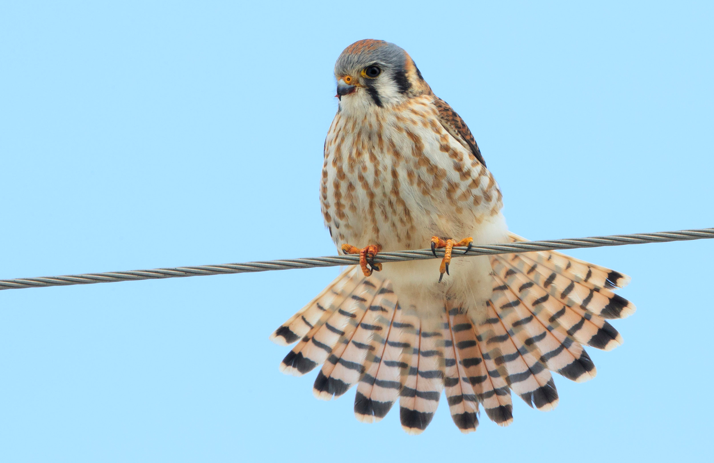 A male American kestrel sits on a wire in search of food. Photo by Jim Stewart