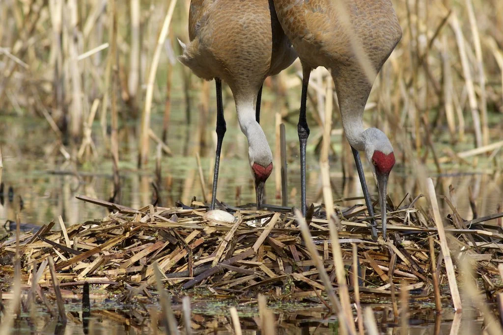 Sandhill Crane