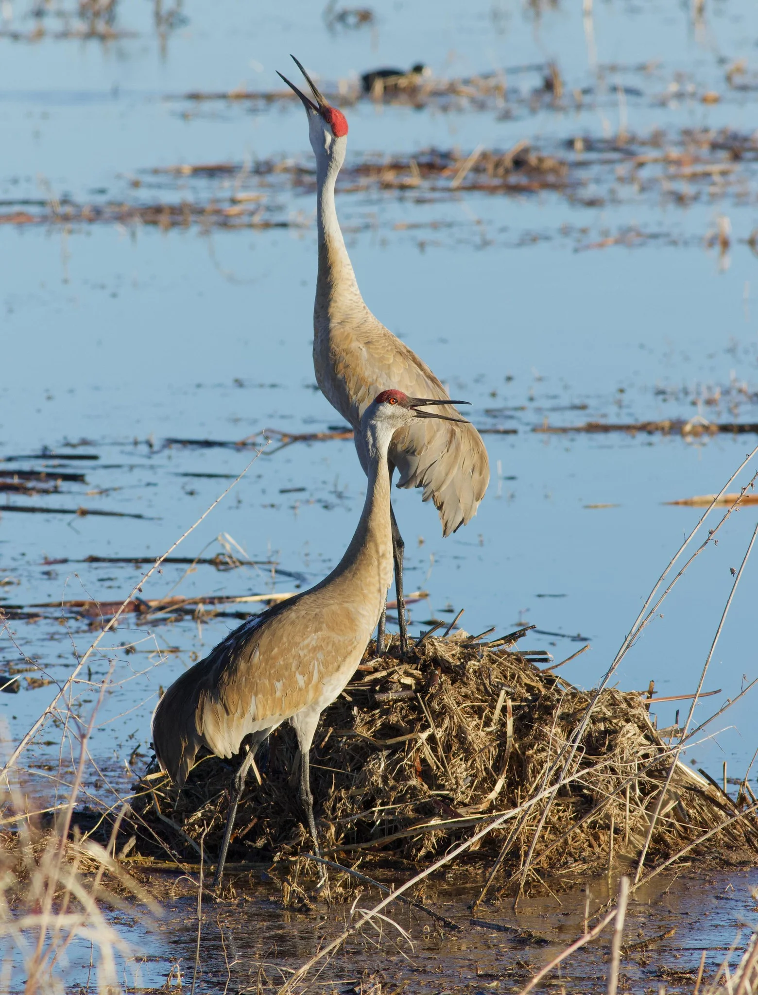 Sandhill crane pair in calling in unison at Goose Pond. Photo by Arlene Koziol