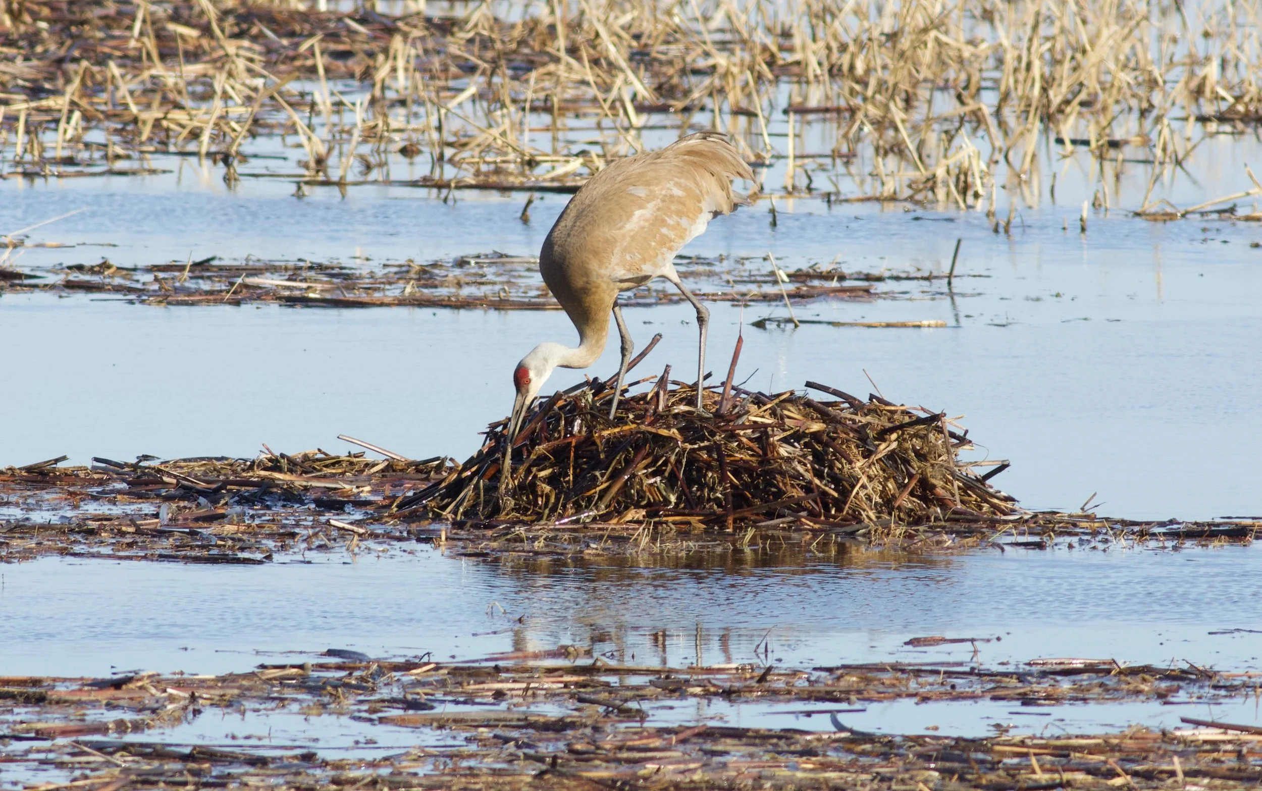 Sandhill crane building a nest at Goose Pond, April 8, 2019. Photo by Arlene Koziol
