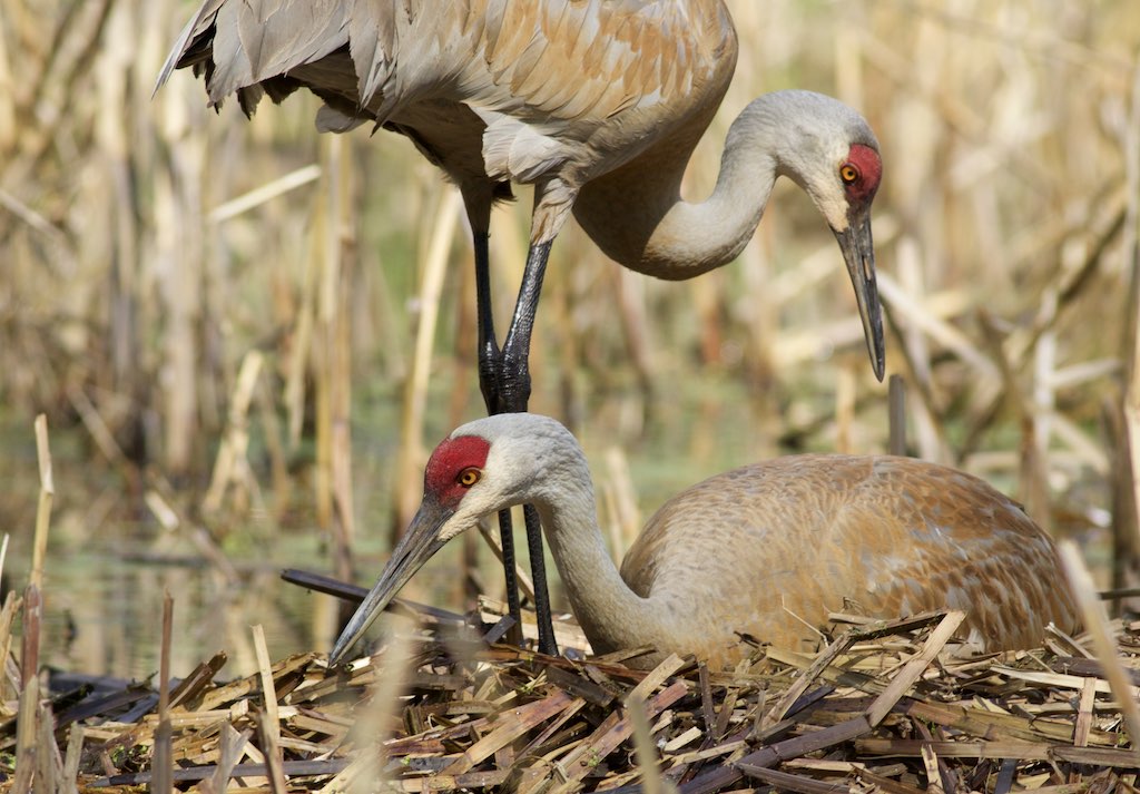 Sandhill cranes on the nest. Photo by Arlene Koziol