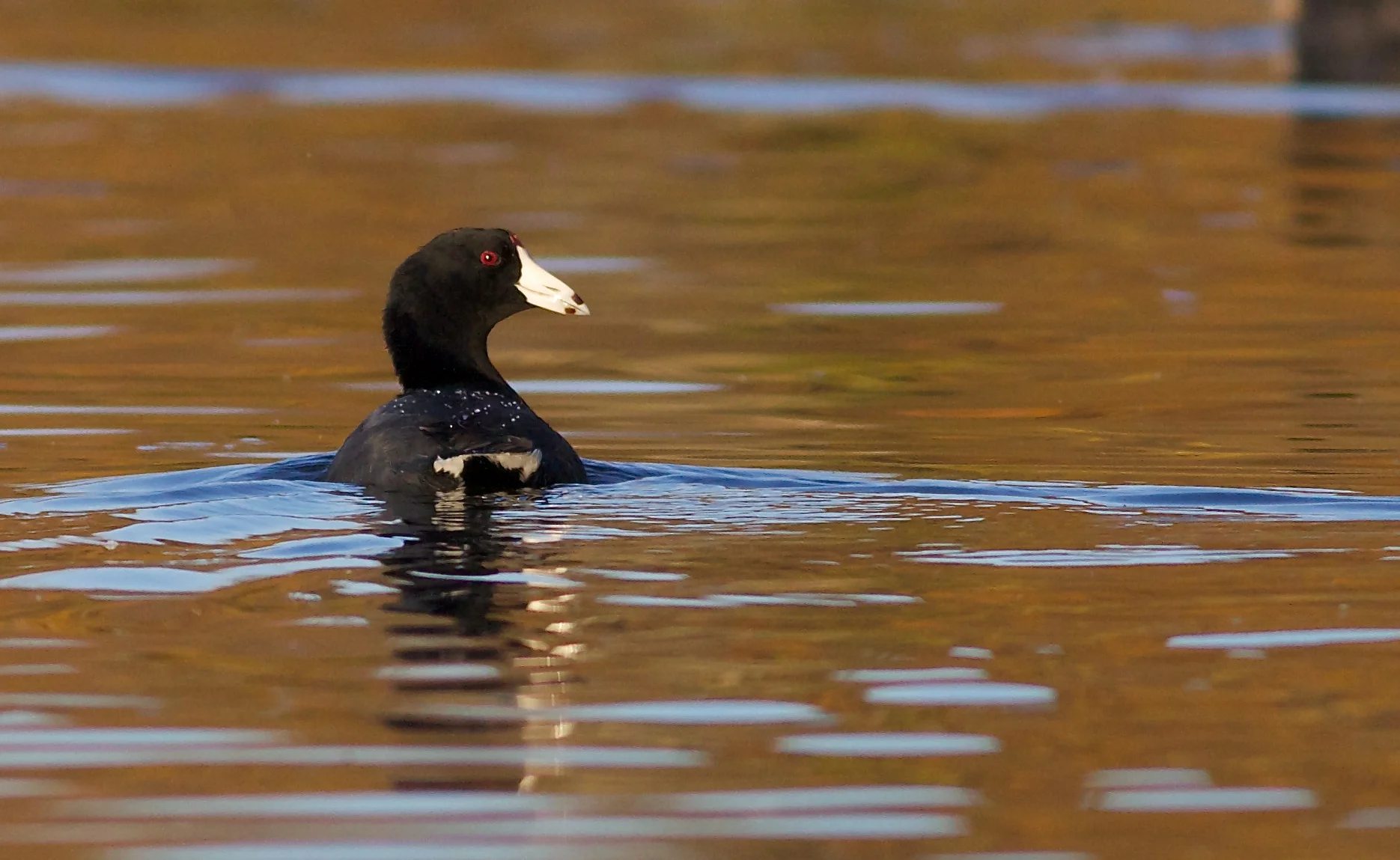 American coot, photo by Arlene Koziol